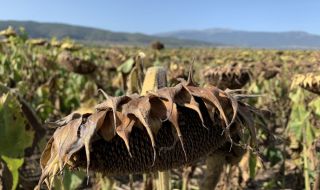 Безводието причини сериозни щети на реколтата от царевица и слънчоглед в Добруджа