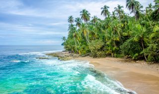 Рекордно количество водорасли задушават Карибите (ВИДЕО)