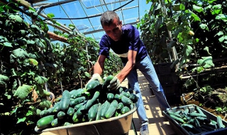 Европейският съюз и краставиците