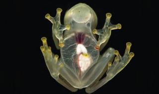 Феноменална &quot;стъклена&quot; жаба е поредната странна хрумка на природата (ВИДЕО)