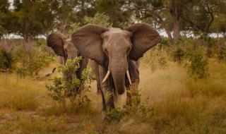 Слон уби ловеца, който искал да го застреля за трофей