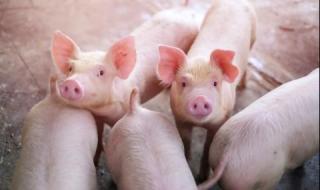 Сероводород убил двамата работници в свинеферма