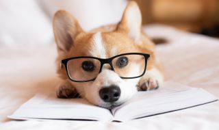 Най-интелигентните кучета имат една обща черта