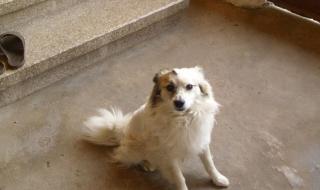 Разхвърлят отрова за кучета в Перущица, животните умират в страшни мъки