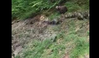 Заснеха мечка с две малки в Рила (ВИДЕО)