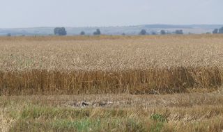 Изгоряха 600 декара пшеница в Тервелско