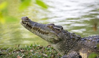 Крокодил завлече дете към водата в известен курорт