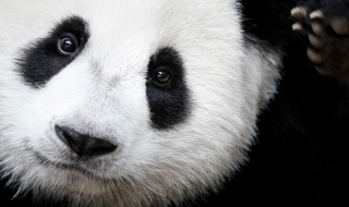 Гигантската панда вече не е изчезващ вид
