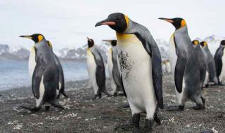 Кралските пингвини са обречени на изгнание