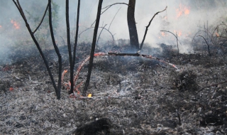 Ликвидиран е пожарът край село Лесово