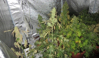 Разбиха оранжерия за канабис в апартамент