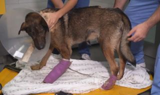 Мечо е бил удрян с предмети, лапите му са връзвани и е имал прорезни рани