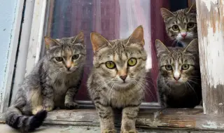 Условна присъда и глоба за двойка, живееща със 160 котки в заплашителна мизерия