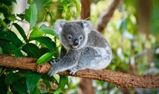 Откриха фосил на най-древния известен сродник на коалата