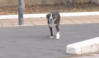 Българският Хачико: куче пази моста в Търговище