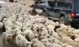 Овцете обожават Путин 