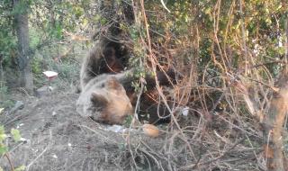 Откриха застреляна мечка в Самоковско
