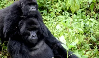 Двойка горили се чифтосаха пред очите на десетки посетители в зоопарк в Белгия (ВИДЕО)