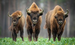 Военен полигон в Чехия беше превзет от... зубри