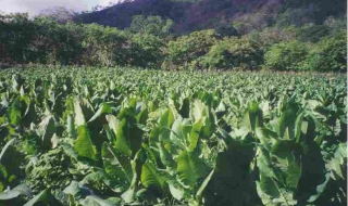 Разпределят 94 млн. лева на тютюнопроизводителите