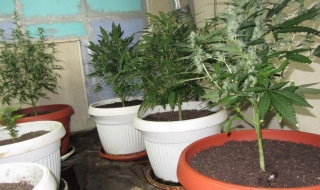 Хванаха мъж, отглеждал марихуана