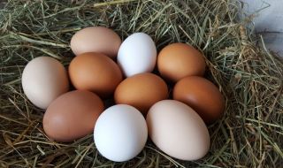 Кои яйца са по-полезни - белите или кафявите