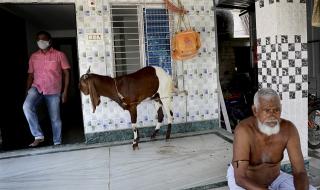 В Индия не се шегуват! Арестуваха коза, защото се разхождала без маска