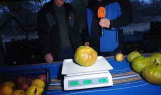 Европейски рекорд: 2-килограмова круша край Подкова