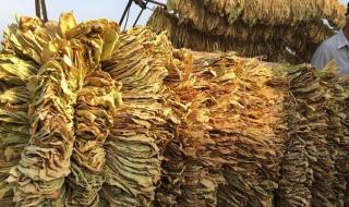 Над 6500 тона тютюн от тазгодишната реколта у нас