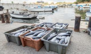 За първи път: цялостен мониторинг на рибните запаси в Черно море