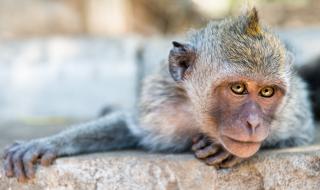 Маймуна показва среден пръст на туристи (СНИМКА)