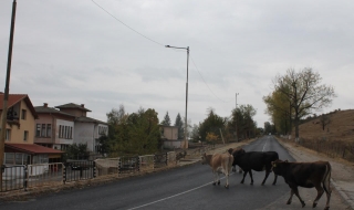 Опасни крави без надзор се разхождат денонощно