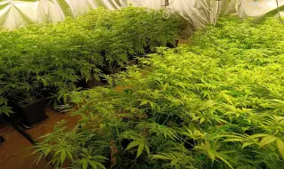 Гранични полицаи откриха над 270 кг канабис в подножието на Пирин