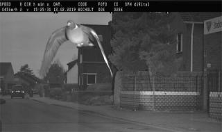 Камера засече гълъб с превишена скорост