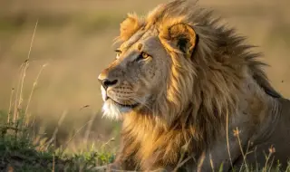 Бракониерите избиват лъвовете в Африка, за да продават части от телата им