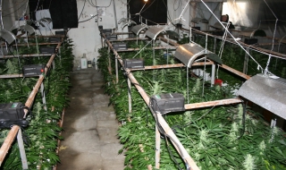 Оранжерия за канабис в Старозагорско