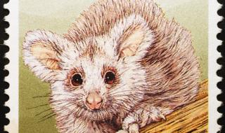 Два непознати вида торбести животни откриха в Австралия (СНИМКИ)