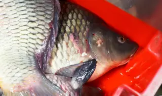 Цената за килограм шаран в Русе надхвърли 12 лева