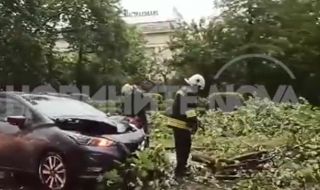 Заради силната буря в София: Дърво падна върху движеща се кола (ВИДЕО)