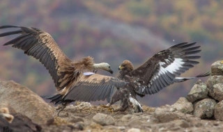 Спасено от удавяне лешоядче в схватка със скален орел