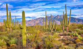 Горещите температури погубиха кактусите в Аризона (ВИДЕО)
