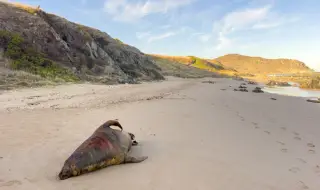Мистерия: Откриха 112 мъртви тюлена на брега на Каспийско море