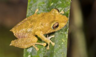 Кръстиха нов вид дъждовна жаба на Грета Тунберг