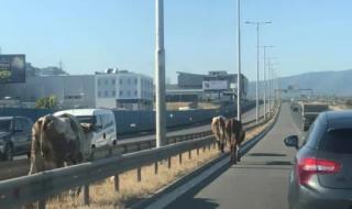 Крави се разхождат на магистрала до „Люлин“