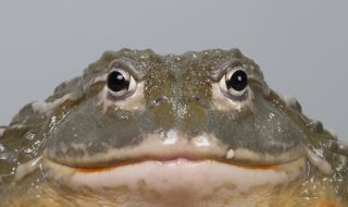 В Титикака уловиха жаба с размерите на човек (ВИДЕО)