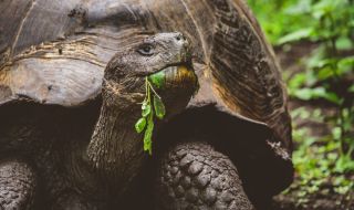 Най-старата костенурка в света отбеляза 190-ия си рожден ден