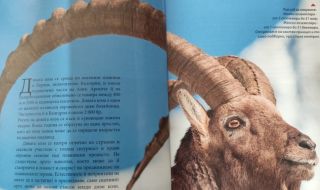 Проверява се каним ли Мъск на лов за пума в България