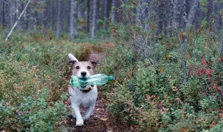 Мъж обучил кучето си да изхвърля боклука на улицата, за да не го глобят (ВИДЕО)
