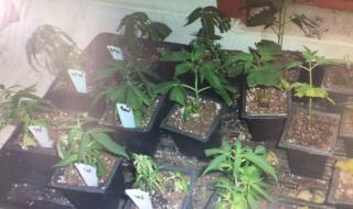 Откриха домашна оранжерия за марихуана в Русе