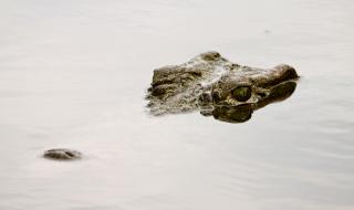 Гладни крокодили изядоха свещеник, имитирал Исус